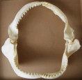/products/carcharhinus-obscurus-zralok-velrybar/